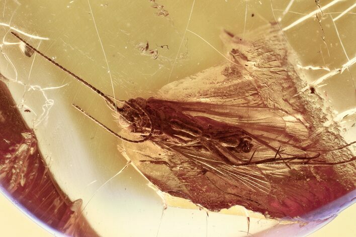 Detailed Fossil Caddisfly (Trichoptera) In Baltic Amber #357886